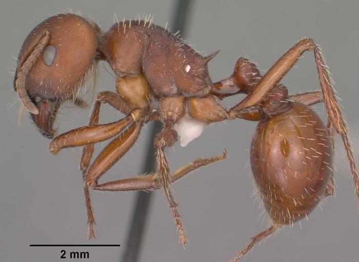 Pogonomyrmex barbatus